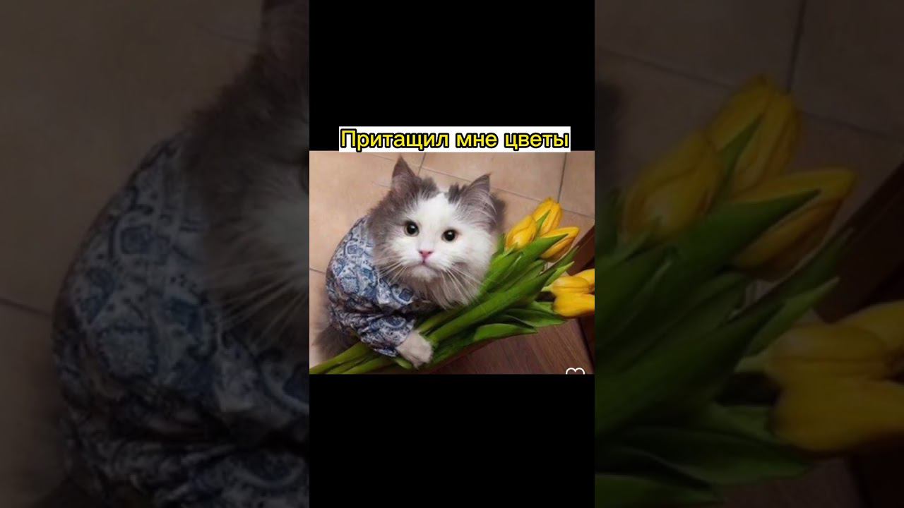 Будни рок-диджея Каприз #мемы #смешныекоты #приколыскотами#смешныекошки#тренд