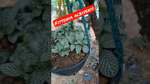 fittonia albivenis | acanthace