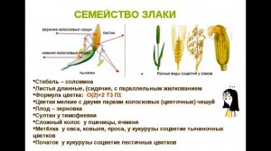 КЛАСС ОДНОДОЛЬНЫЕ СЕМЕЙСТВО ЛИЛЕЙНЫЕ И ЗЛАКОВЫЕ