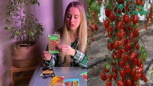 ПОПРОБУЙТЕ ЭТИ СОРТА ТОМАТОВ ЧЕРРИ В 2022! СЛАДКИЕ И ОЧЕНЬ ВКУСНЫЕ!