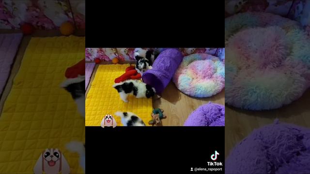 щенки бивера, питомник "Кане Пер Ла Вита" сайт www.dog-mini.ru