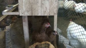 Кучинские юбилейные куры!!! Самые выгодные куры в птичьем хозяйстве!!!! Лучшие куры!!