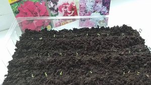 Петуния. Обзор всходов через неделю после посева.