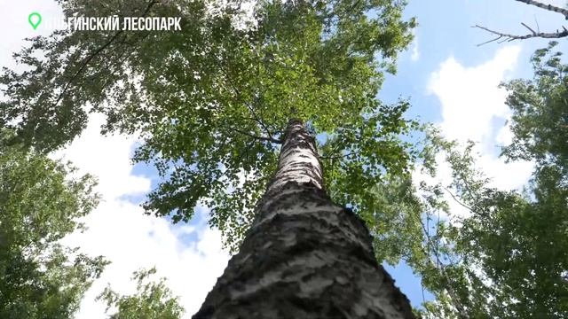 Изменения в Ольгинском лесопарке смотреть онлайн