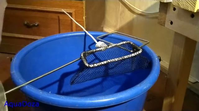 Как правильно пересаживать аквариумных рыбок в аквариум! смотреть онлайн