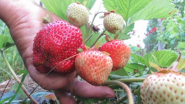 Лучшие сорта клубники - Гигантелла Голландская смотреть онлайн