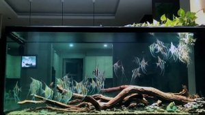 Аквариум с Альтумами от Bạch Văn Tín