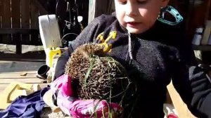 как узнать мальчик ёжик или девочка.mp4