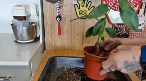 Пересадка Павловского Померанца и его пассажира