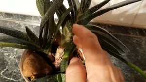 #succulent #суккулент #гастерия #бородавчатая / Гастерия бородавчатая (лат. gasteria ).Размножение