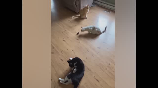 смешные случаи с животными 23