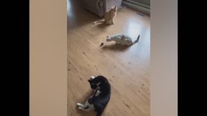 смешные случаи с животными 23