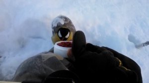 Синичка на рыбалке