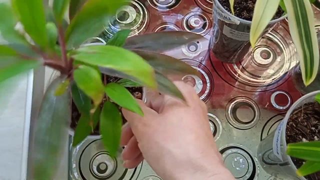 Калатея, ктенанте, драцена, кордилина. Новички?