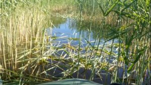 Работяга Робинзон.mp4