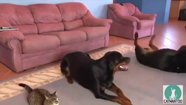 вот что значит расти с двумя ротвелерами смотреть онлайн