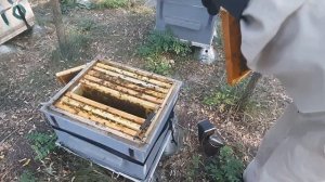 Сколько оставлять пчелам меда на зиму? Решил посчитать!