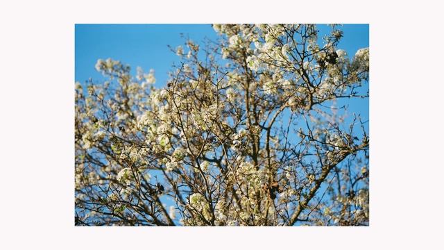 Spring in Davis - Film Photography with a Zeiss Ikonta смотреть онлайн