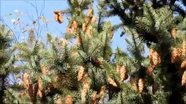 КОВЕР ЖЕЛТЕЮЩЕЙ ЛИСТВЫ смотреть онлайн