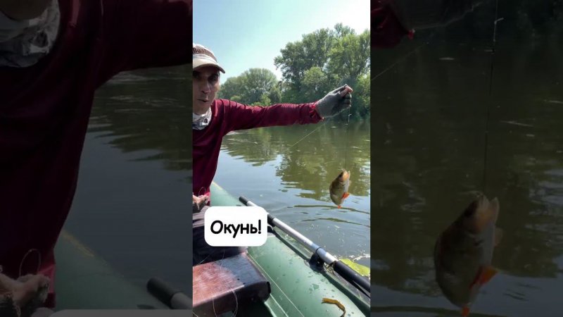 Окунь! Окунь на кружок! Perch fishing. You can catch perch with girders #shorts