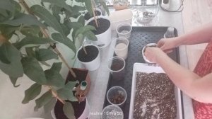 Церопегия Вуда пересадка в составной грунт для суккулентов