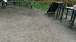 Корги и мячики