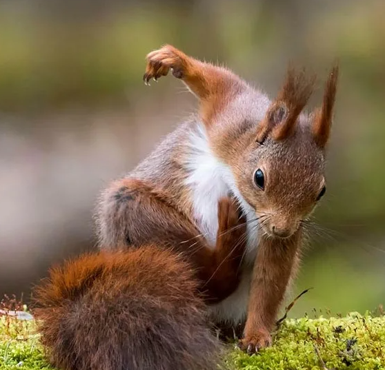 Новые забавные животные