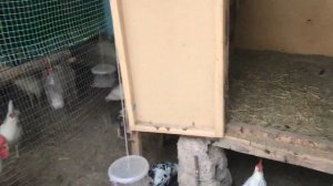 Леггорн белый стандарт / Борковская Барвистая/ Леггорн Далматинец/инкубационный жумыртка.8778531985