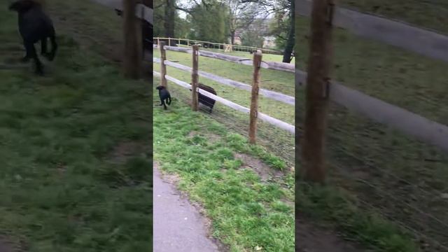 Black sheep and puppy at play смотреть онлайн