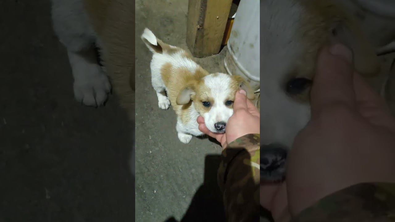 ЭТО ТОР! щенок сам пришел к Российским военным в зоне СВО смотреть онлайн