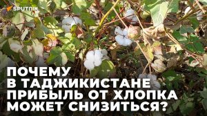 "Белое золото" Таджикистана: какой будет прибыль от хлопка в этом сезоне?