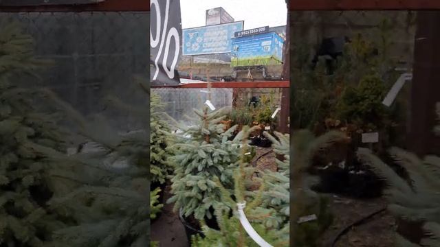 Ель Сербская #пихтановогодняя  #ельновогодняя #елка #купитьелку