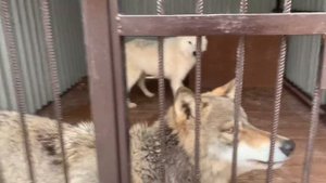 В парке Волков произошло небольшое ЧП, развалились блоки. Готовим логово для арктической волчицы