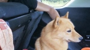 Отзыв о работе кинолога Сергея Щербакова. Сергей и карело-финская лайка Юкон.VID-20200713-WA0002.mp4