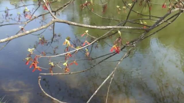 Plant portrait - Red maple (Acer rubrum) смотреть онлайн