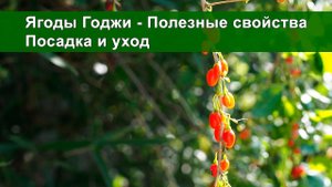 Ягоды Годжи - Полезные свойства. Посадка и уход / как употреблять ягоды годжи? Как едят ягоды годжи?