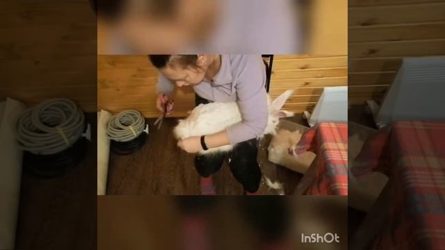 Стрижка кролика Немецкая ангора ножницами
