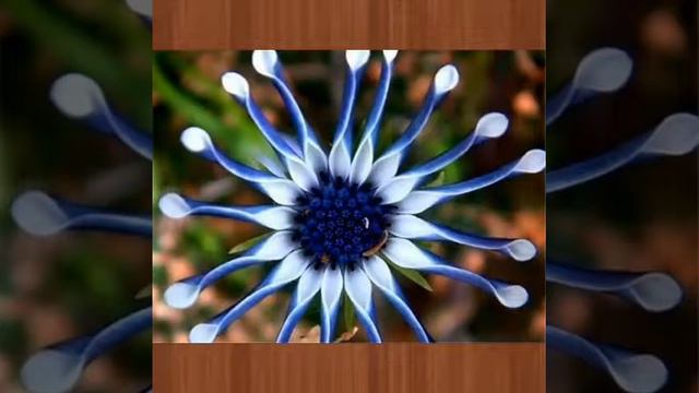 Unique types of flowers смотреть онлайн