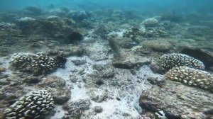 Reef check on a wavy day in Khorfakkan + Dibba rock - Freediving