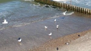 Зеленоградск - спокойное Балтийское море, чайки на берегу