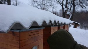 Прослушивание пчел зимой | Как слушать пчел зимой?