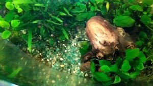 Коряги Анубис и папоротник в аквариуме