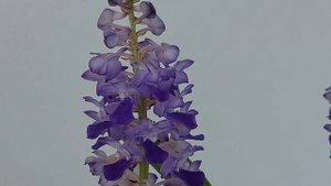 Rhynchostylis coelestis, coltivazione in casa e veranda