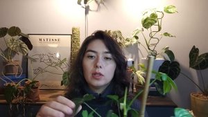 ОБЗОР филодендронов / Особенности ухода за ФИЛОДЕНДРОНАМИ