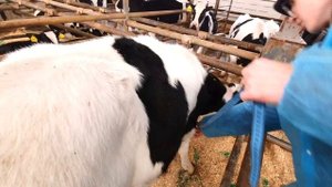 Определение массы КРС с помощью промеров