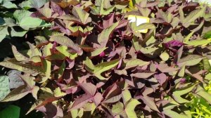 Ипомея Батат. Сорта 8 августа 2022 г.