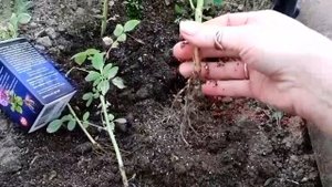 РОЗЫ в саду, ЧЕРЕНКОВАНИЕ РОЗ осенью, самый простой способ радигрин от Ани