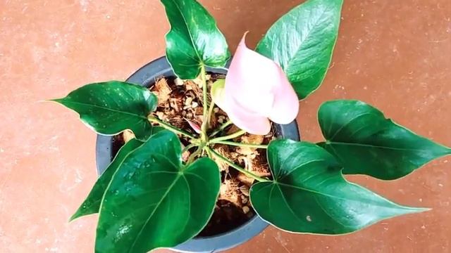 ඇන්තූරියම් සිටුවා ගන්නා ආකාරය / How to plant Anthurium смотреть онлайн