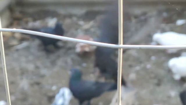 Какие минусы у голубей с тягой зимой смотреть онлайн