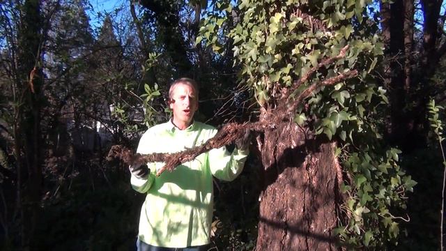 Steve Miesen shows how to remove and kill English Ivy without chemicals. смотреть онлайн